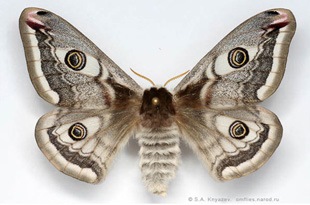 Бага тогосон одот (Eudia pavonia Linnaeus, 1761)